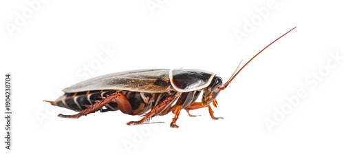 Photos Brown cockroach side view on white background, glossy shell, long antennae and s