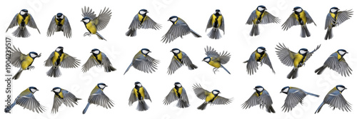 Great Tit bird flying sequence set isolated on white background, multiple poses of Parus major in flight