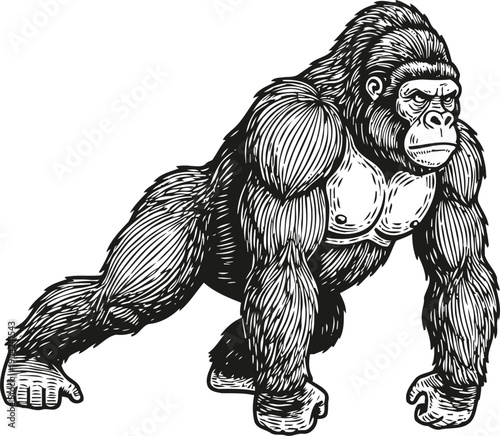 Strong gorilla standing pose detailed black and white illustration of powerful wild animal