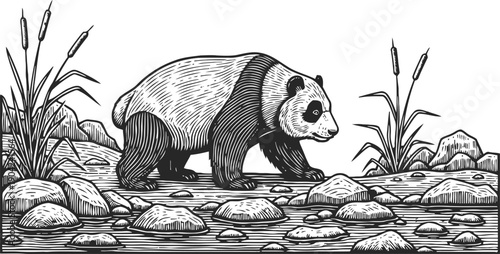 Giant panda walking by the river among rocks and cattail plants in natural habitat illustration