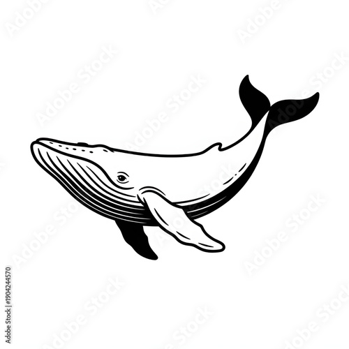 Black and White Whale Line Art Vector Illustration