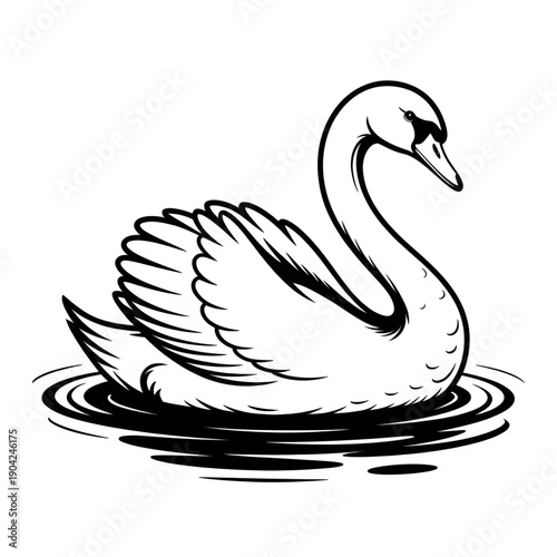Photography black swan on a white background