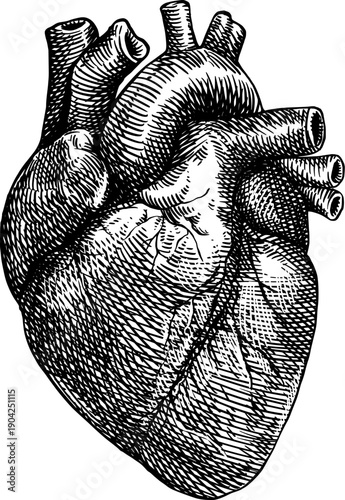 Vintage-style illustration of the human heart, drawn using crosshatching technique. Suitable for your graphic design needs.