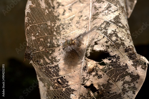 A caterpillar on a dry leaf.