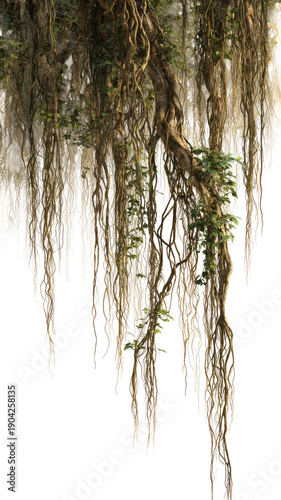 Hanging roots and vines with green leaves against a bright background