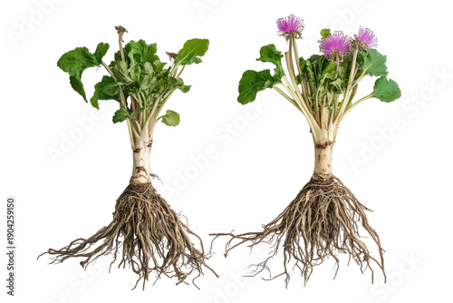 Burdock roots isolated on transparent background.