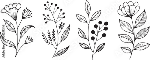 set of flowers. Outline Floral Botany. flower vector drawings. Black and white floral line art on transparent backgrounds. Hand Drawn Botanical Illustrations