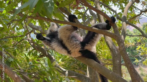 Black-and-white ruffed lemur sitting on a tree. Madagascar.