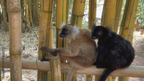 Male Black lemur (Eulemur macaco) comes and sits next to a female. Madagascar.