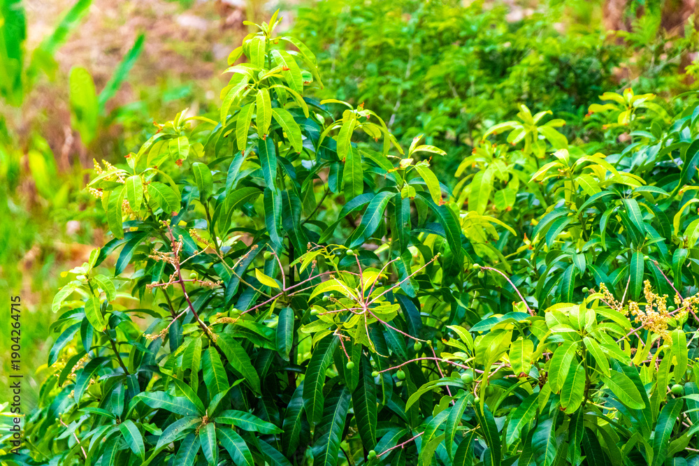 Obraz premium Thailand background tropical green mountain jungle forest rainforest trees plants.