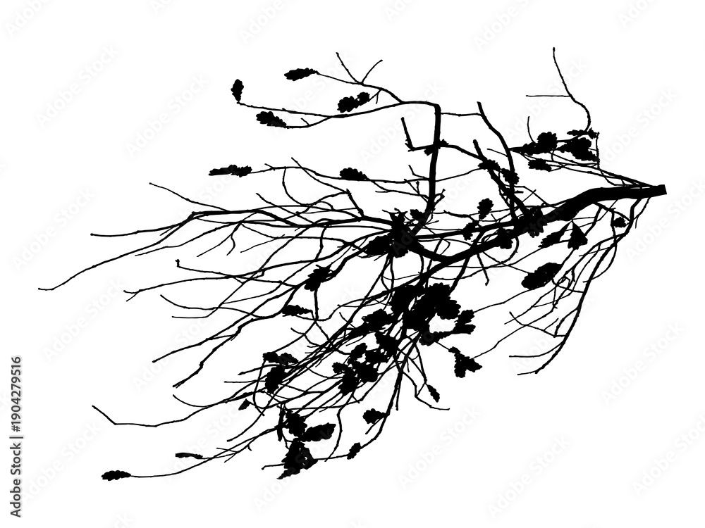 Fototapeta premium Black and white image of natural large old oak tree branch with leaves on white background
