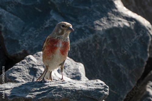 a common linnet (Linaria cannabina)