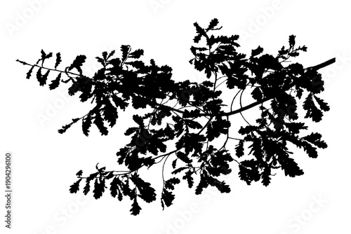  Vector illustration of natural oak tree branch with leaves