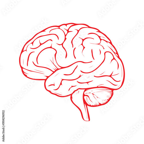 human brain vector illustration