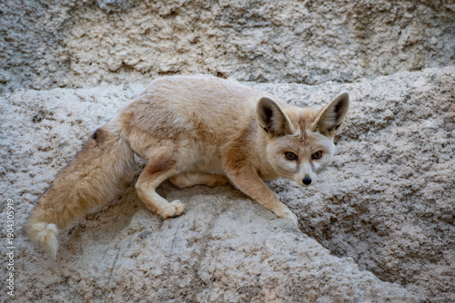 Fennec Fox on the rocks
