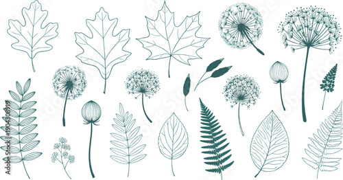 Hand drawn botanical illustration set with detailed leaves, ferns and wild plants in vintage line art vector style for nature and floral design
