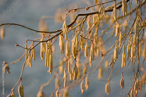 Chatons jaunes d'un noisetier commun (Corylus avellana), sur fond bleu d'un champ givré, par temps ensoleillé
