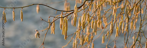 Panel kuchenny z motywem Chatons jaunes d'un noisetier commun (Corylus avellana), sur fond bleu d'un champ givré, par temps ensoleillé, format bannière panoramique