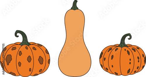 Autumn Pumpkin and Butternut Squash Vector Illustration Set with Orange Harvest Vegetables in Cute Hand Drawn Cartoon Style for Fall Season Design