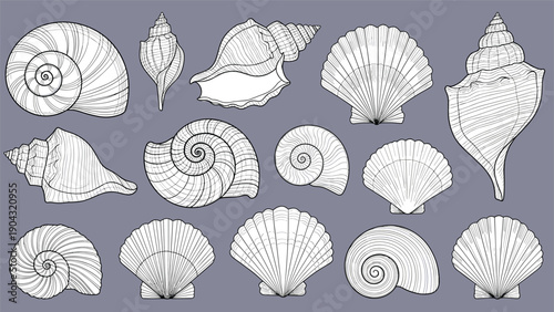 Monochrome collection of assorted sea shells in a classic vintage engraving style, featuring various conch and snail shell illustrations.