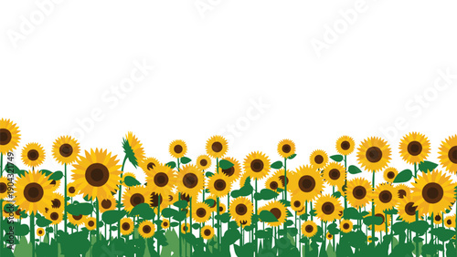 Beautiful summer landscape border with a field of blooming yellow sunflowers under a clear white sky, providing ample copy space.