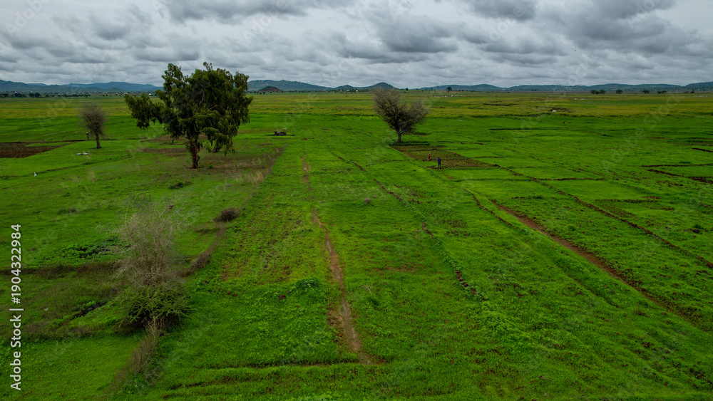Obraz premium Vibrant Agricultural Pattern of Rice Plantations from Bird's Eye View
