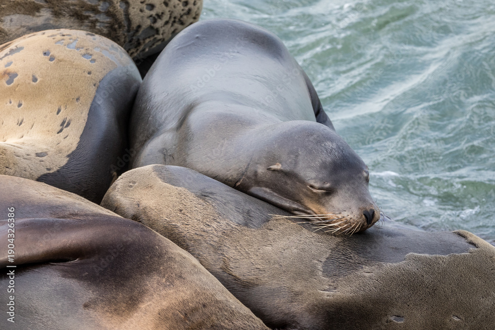 Fototapeta premium Sea Lions Resting On Rocks By The Shore In A Calm Coastal Scene