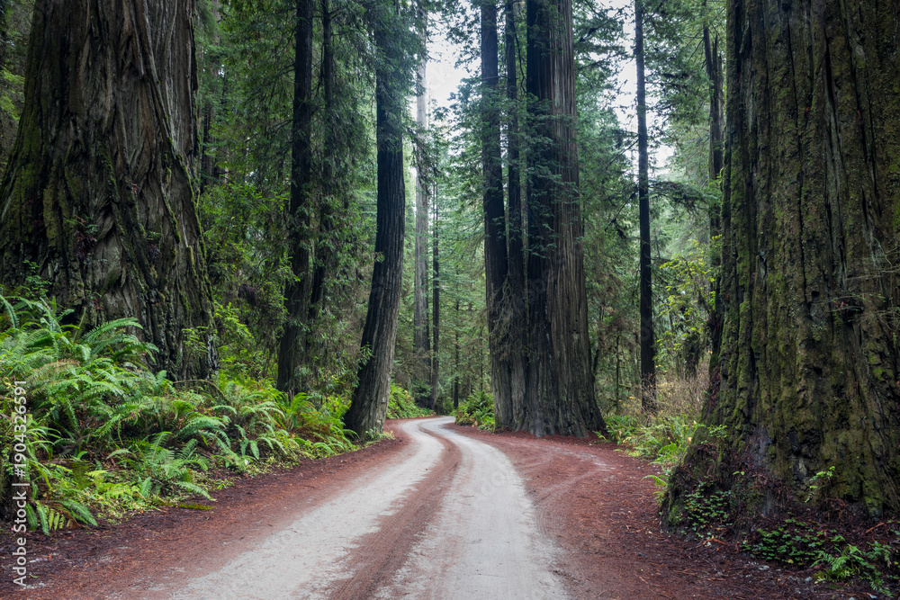 Fototapeta premium Serene Forest Path Through Ancient Trees With Mossy Trunks and F