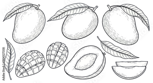 Hand-drawn Mango Fruit Collection: Whole, Sliced, and Leaf Illustrations