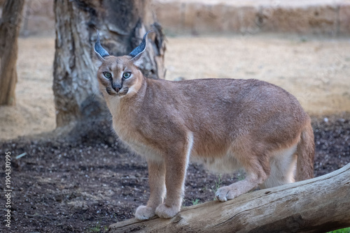 Canvas Print Caracal wild cat from Africa