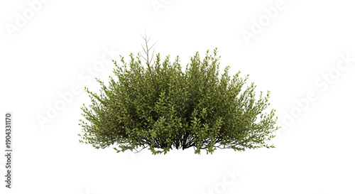 bush shrub green isolated plant foliage landscaping. High-quality 3D render of a green garden hedge for architectural visualization, landscape design, and urban planning projects.