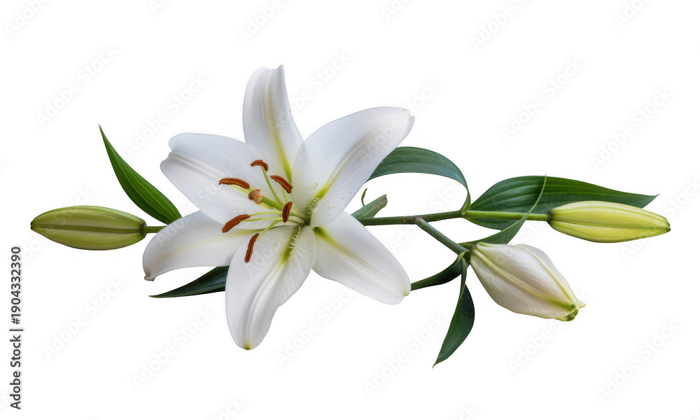 Fototapeta premium White lily flower with green leaves plant isolated on a transparent background