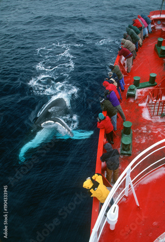 Humpback whale, Megaptera novaeangliae playing with the ship Disko off South Orkneys, near Antarctica