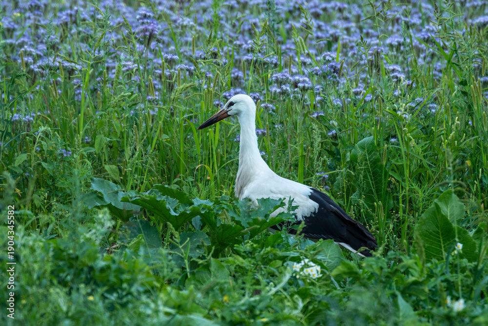 Obraz premium A white stork wanders through a vegetable garden. These birds settle in rural areas near human dwellings. 