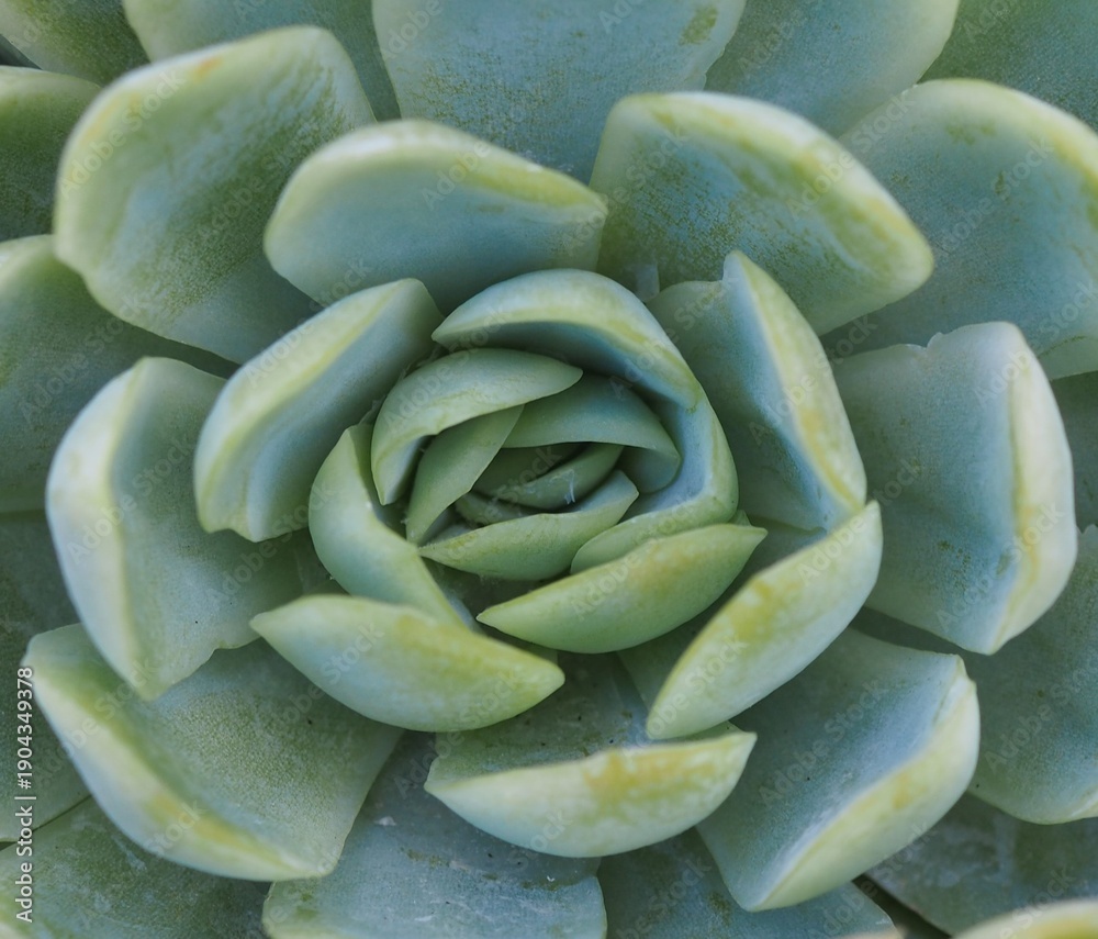 Fototapeta premium Echeveria elegans mature succulent plant