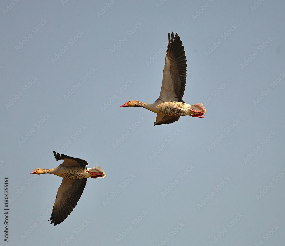 Obraz premium Goose