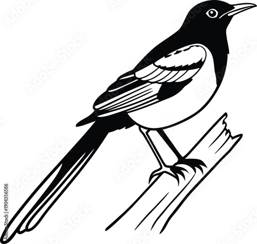 oriental magpie robin silhouette vector illustration
