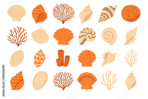 Various sea shells and corals arranged in a neat pattern on a white background for educational purposes or decoration