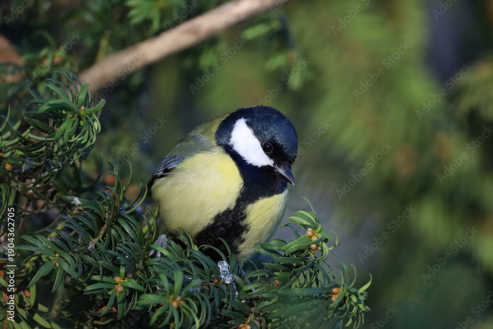 Obraz premium great tit parus major