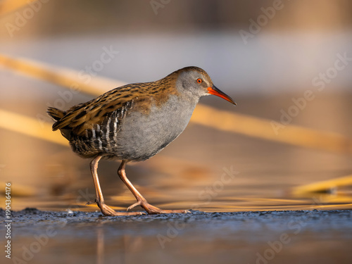 Bird with distinctive orange beak and legs walking on water's ed