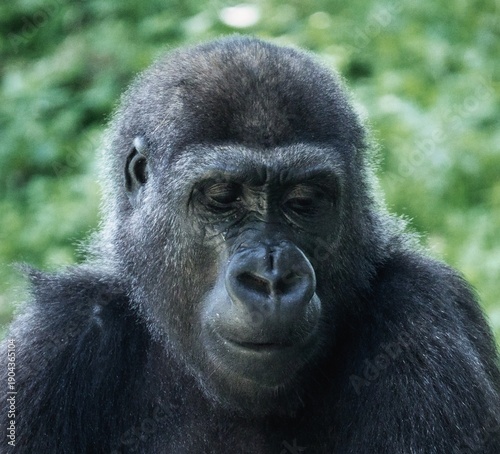 
Close-up of a pensive female gorilla