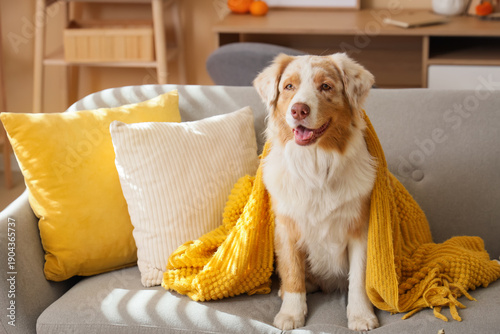 Cute Australian Shepherd do...