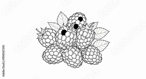 A detailed black and white illustration of several ripe raspberries with leaves