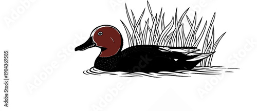 A brown-headed duck swims near tall grass in the water