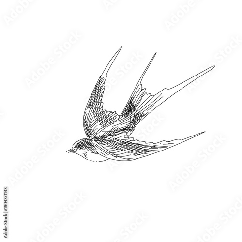 hand drawn swift bird line art vector illustration