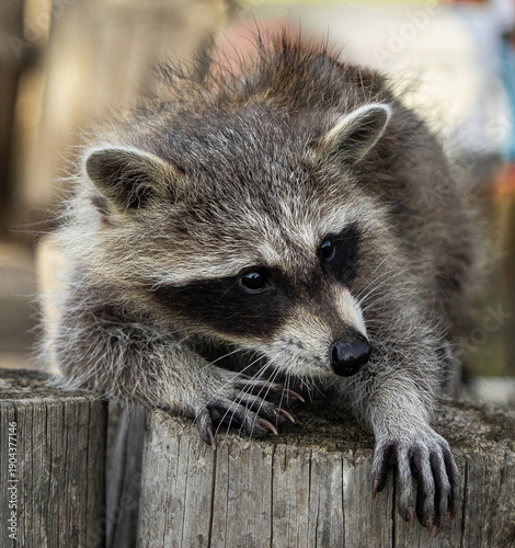 Funny young raccoon. Active young raccoon in a tree. Playful raccoon close-up. Close-up portrait of a furry raccoon in a tree. Funny, cute, wild, furry animal.