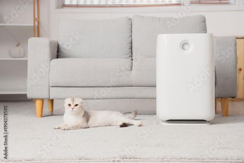 Cute Scottish Fold cat lyin...