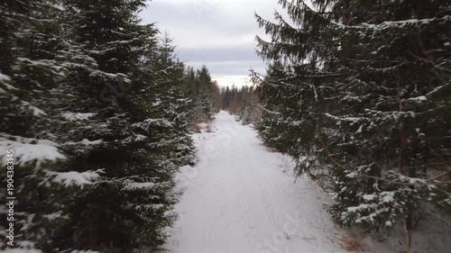 Winter Forest Road