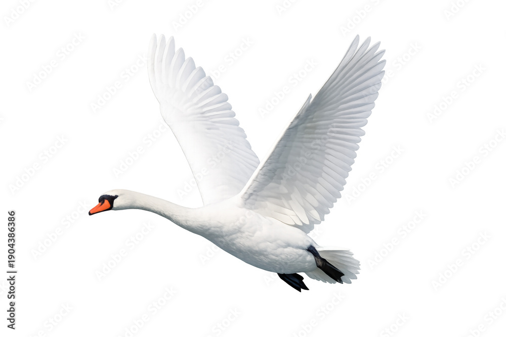 Fototapeta premium White mute swan in mid-flight on a transparent background, wings outstretched, flying with grace and elegance