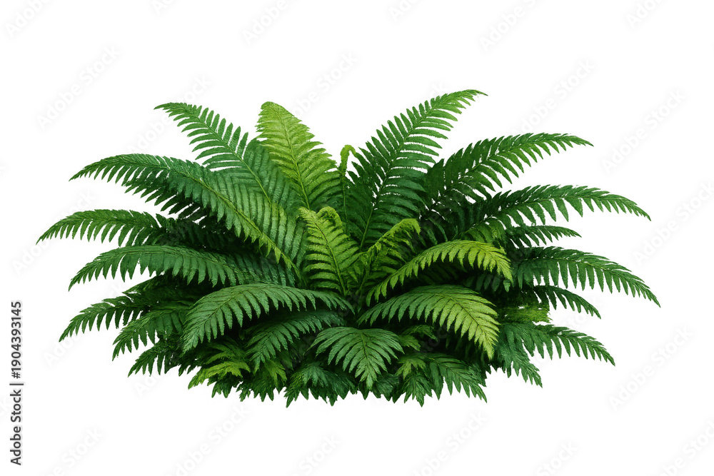 Fototapeta premium Green fern plant showing lush tropical foliage and fresh leaves, symbolizing natural environment, growth, and organic beauty
